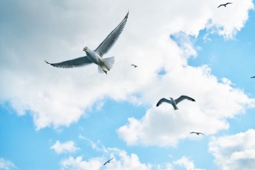 Seagulls